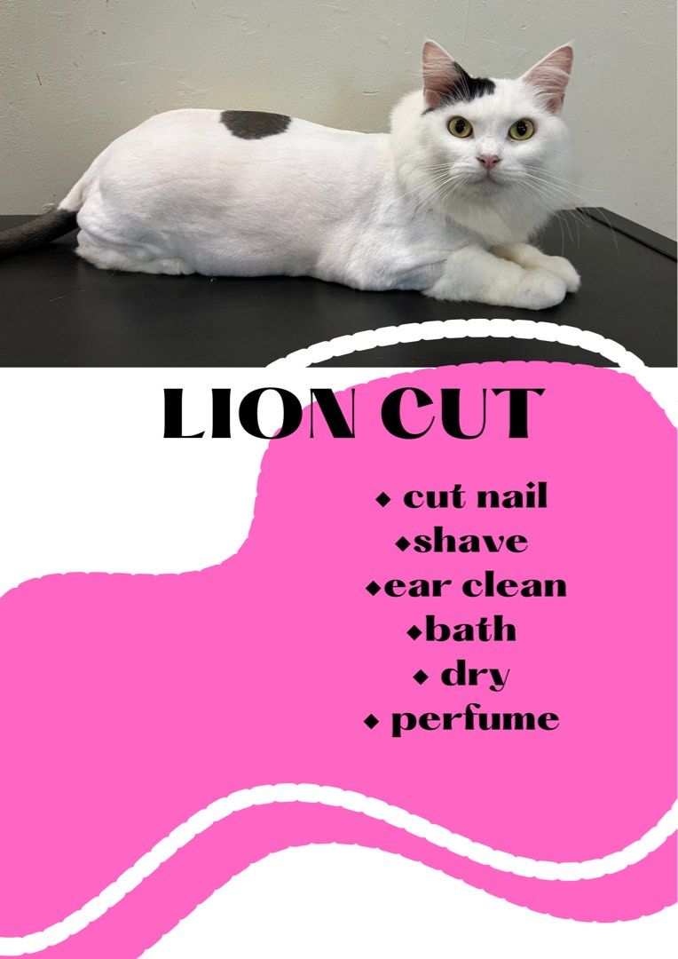 Affordable cat grooming 2025