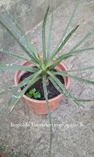 Agave Leopoldii Hammertime Rare Collector's Item