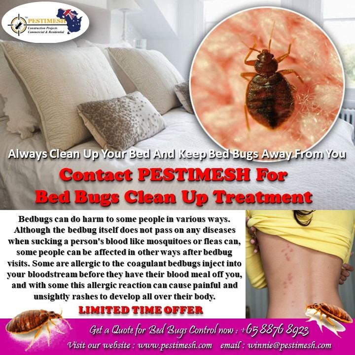 BED BUGS CLEAN UP TREATMENT, Home Services, Home Cleaning, Pest Control Services on Carousell
