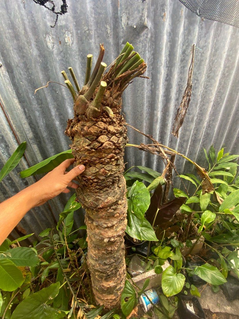 cycas clivicola /paku aji, Furniture & Home Living, Gardening, Plants