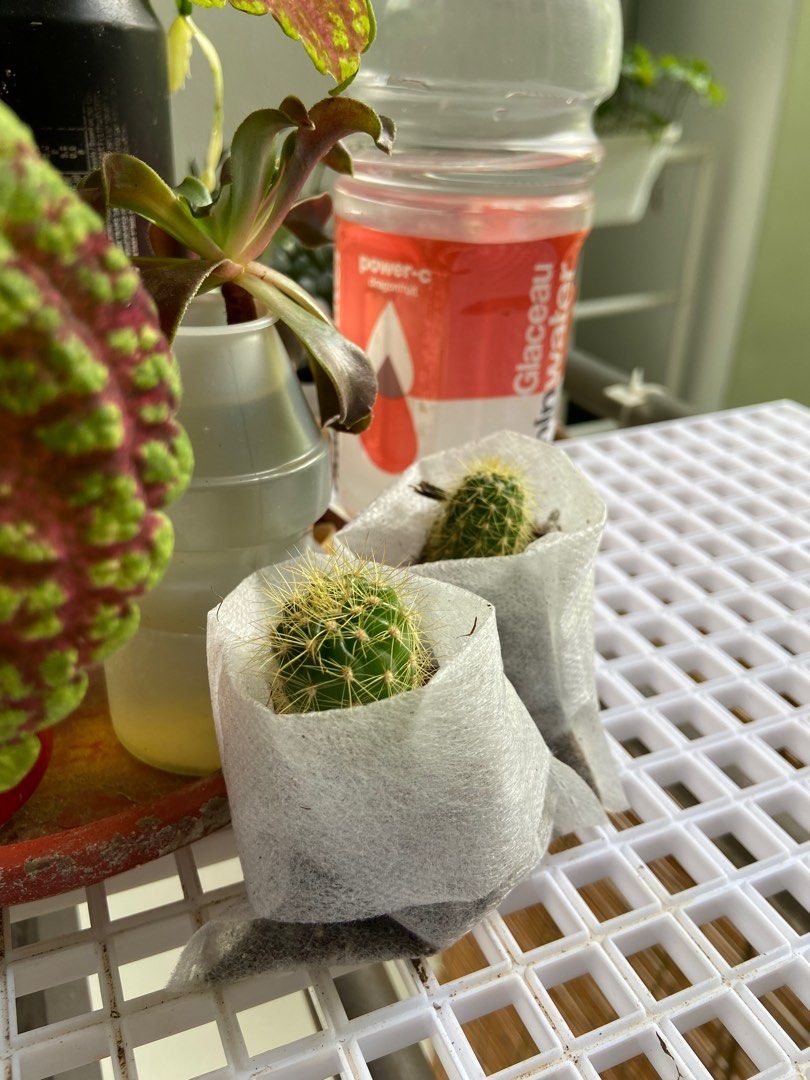 To bless Cactus pups baby rooted cactus in nursery pouch **Yishun self