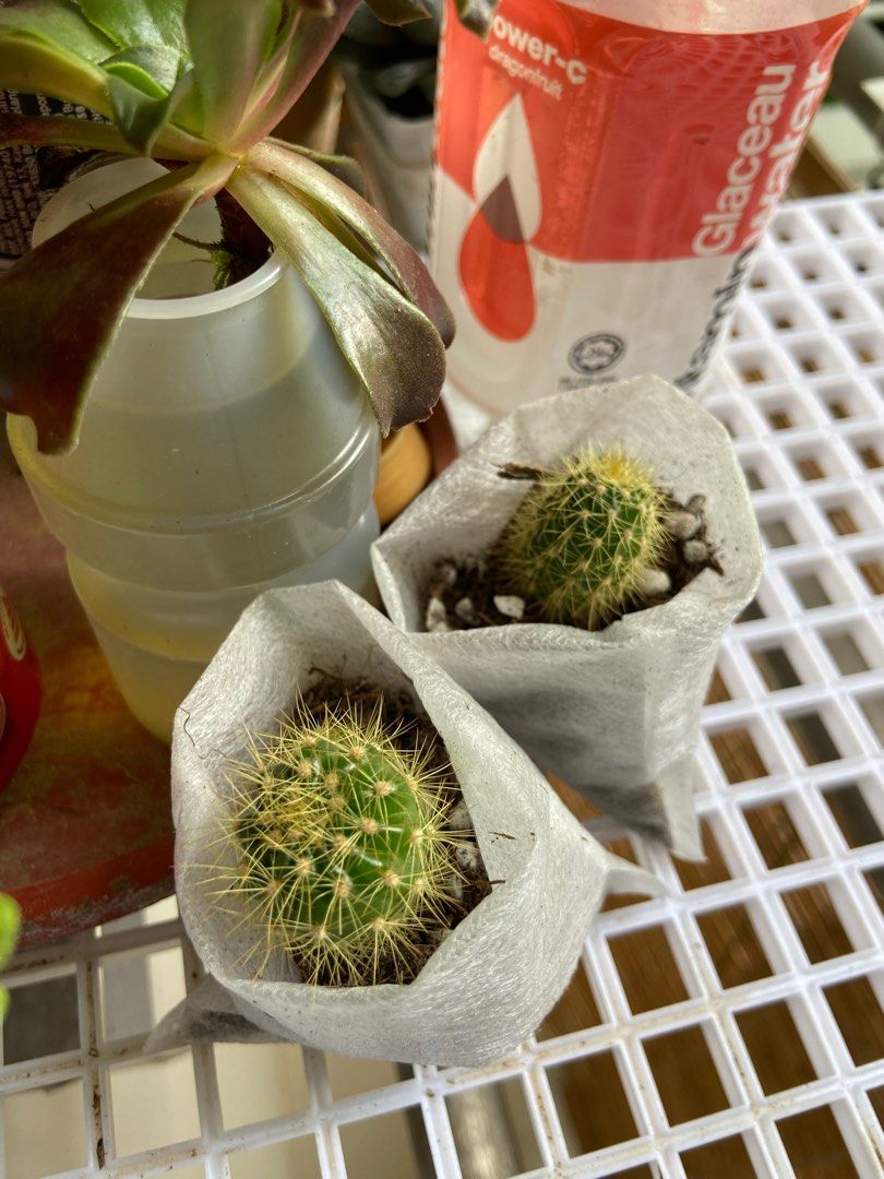 To bless Cactus pups baby rooted cactus in nursery pouch **Yishun self