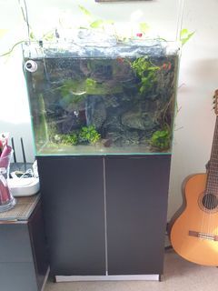 2ft l × 1.5ft h rustic tank with cabinet and money plant train from the tank