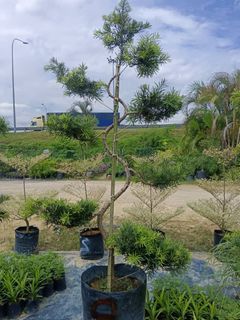 Bonsai Podocarpus, Podocarpus Plant