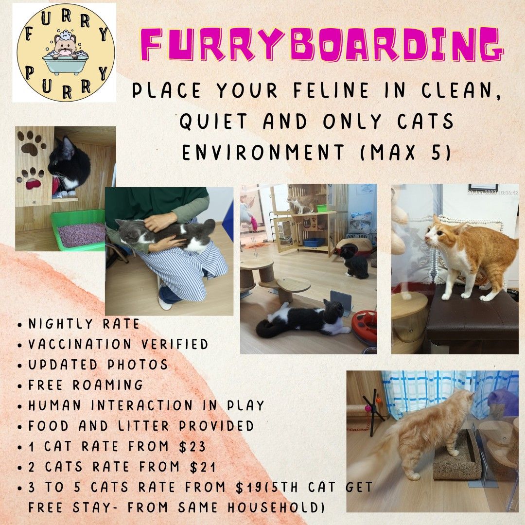Only cats boarding sale