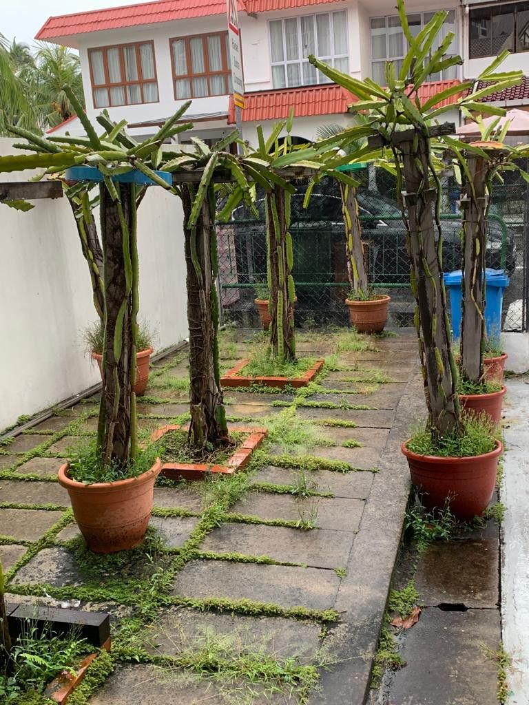 Rare Exotic Large Dragonfruit Species trees in pots, Furniture & Home