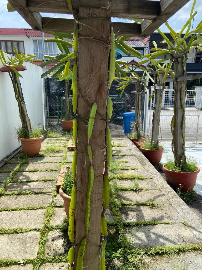 Rare Exotic Large Dragonfruit Species trees in pots, Furniture & Home
