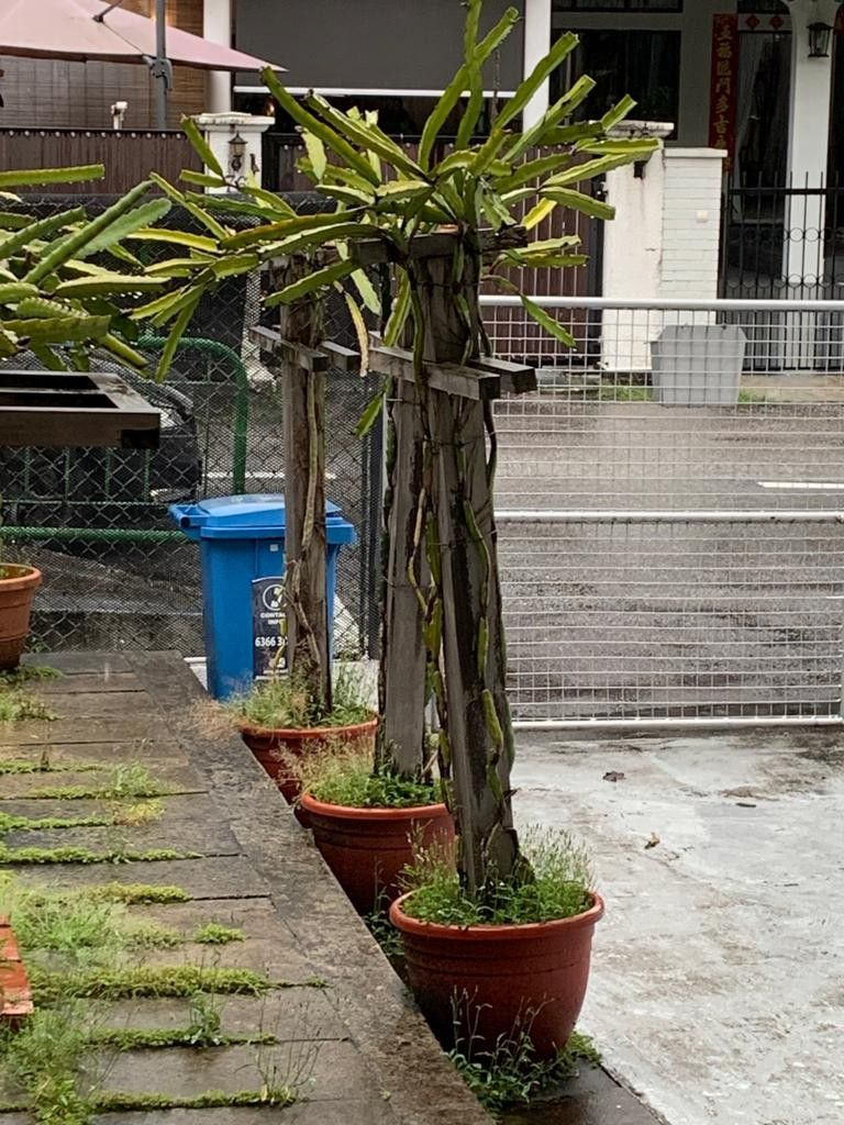 Rare Exotic Large Dragonfruit Species trees in pots, Furniture & Home