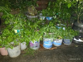 Mint tree