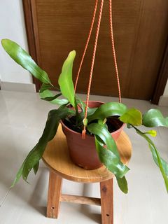 (Category: ) located in . Submitted by tingfengg (Listing ID 1217108559, Image 1). Description: .