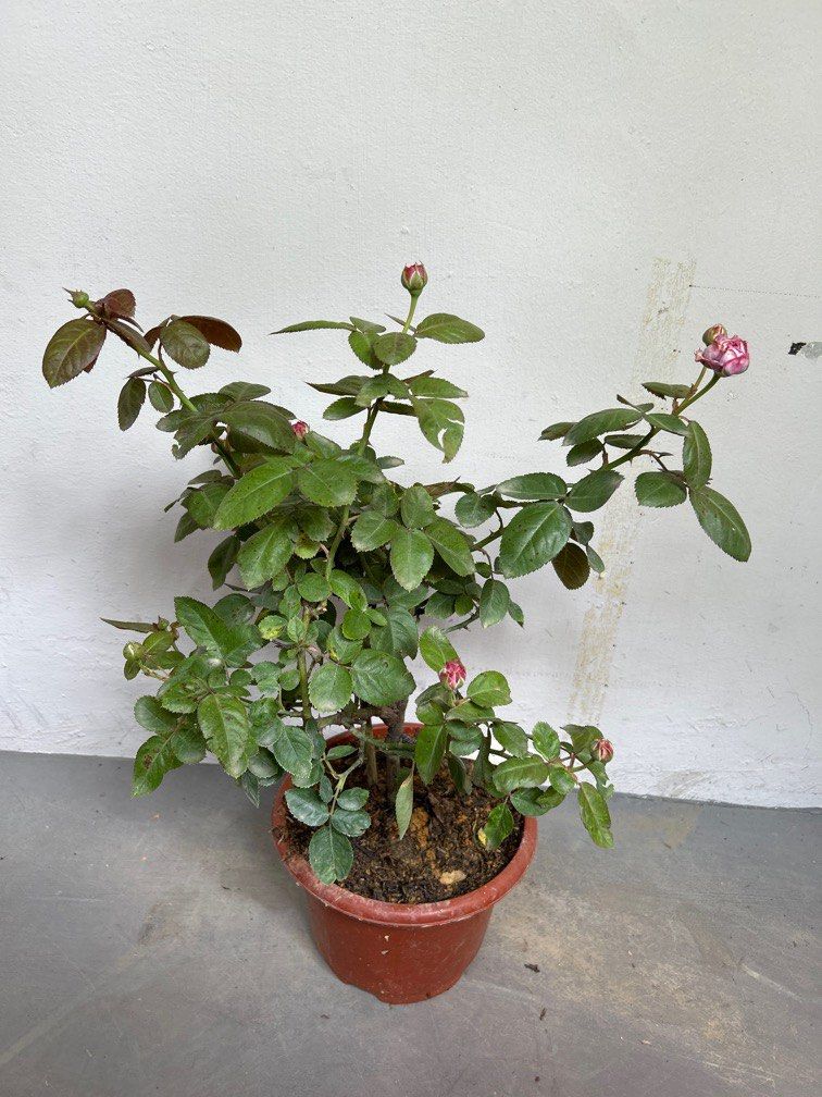 Rose Plant (Kinda Blue), Furniture & Home Living, Gardening, Plants ...