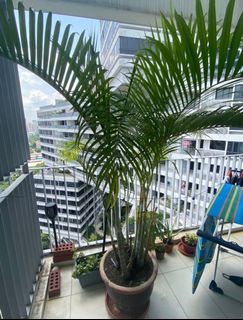 (Category: ) located in . Submitted by rdusingapore (Listing ID 1217243308, Image 1). Description: .