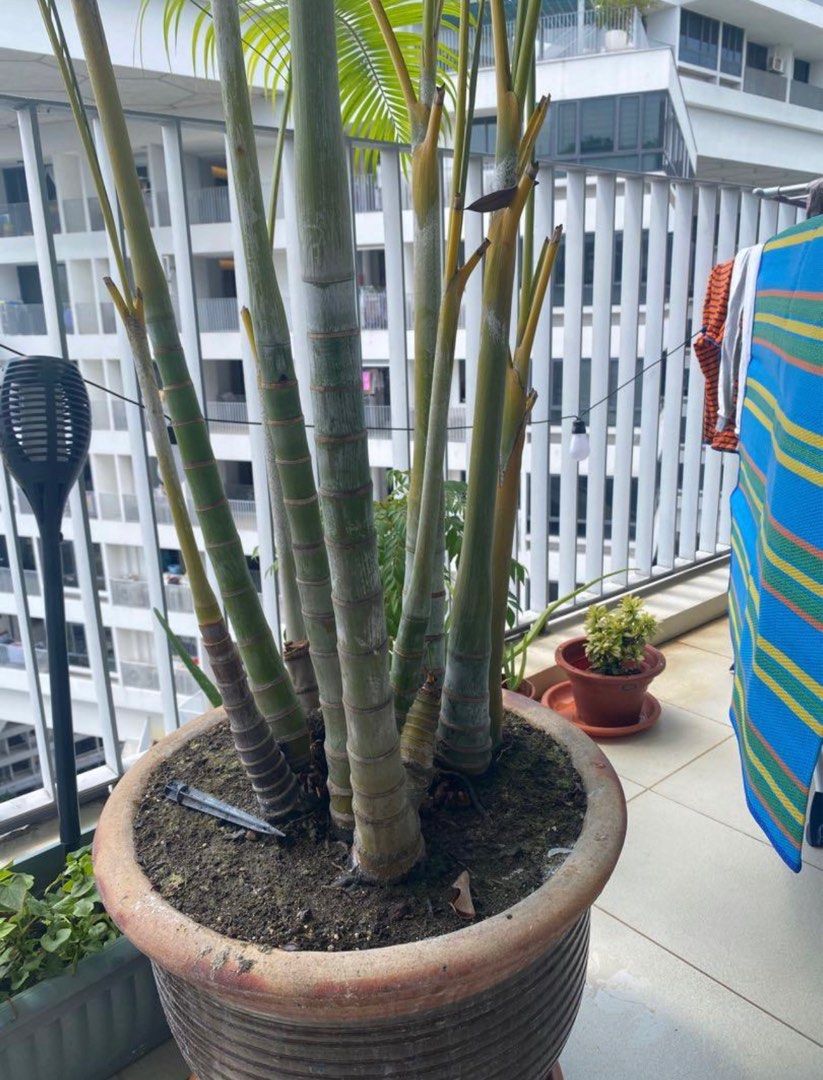 1.8m tall palm tree healthy, Furniture & Home Living, Gardening