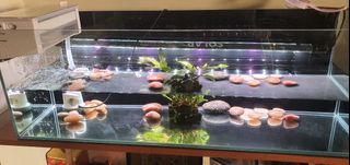 (Category: ) located in . Submitted by 12fruits (Listing ID 1217219792, Image 1). Description: .
