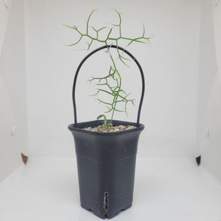 （分類：）位於 。 由 plant_yeah 提交（商品編號 1194975783，圖片 1）。簡介： 。