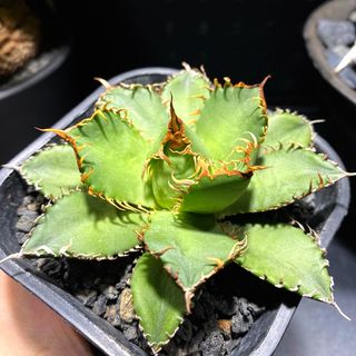 （分類：）位於 。 由 kyle314 提交（商品編號 1217250850，圖片 1）。簡介： 。