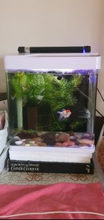 (Category: ) located in . Submitted by 12fruits (Listing ID 1217221204, Image 1). Description: .