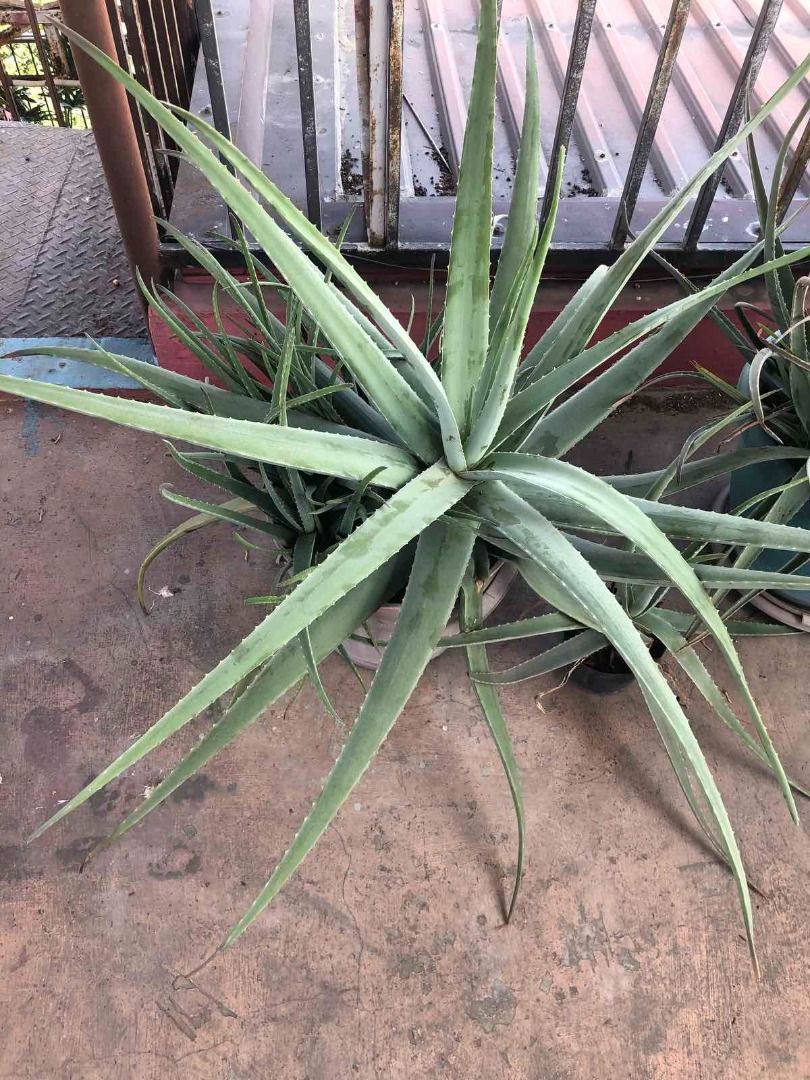 Aloe Vera plants on sale.. (Category: Plants & Seeds) located in Pasig City. Submitted by luke0716 (Listing ID 1084735592, Image 2). Description: ALOE VERA PLANT HEALTH BENEFITS: It contains healthful plant compounds. ... It has antioxidant and antibacterial properties. ... It accelerates wound healing. ... It reduces dental plaque. ... It helps treat canker sores. ... It reduces constipation. ... It may improve skin and prevent wrinkles. ... It 