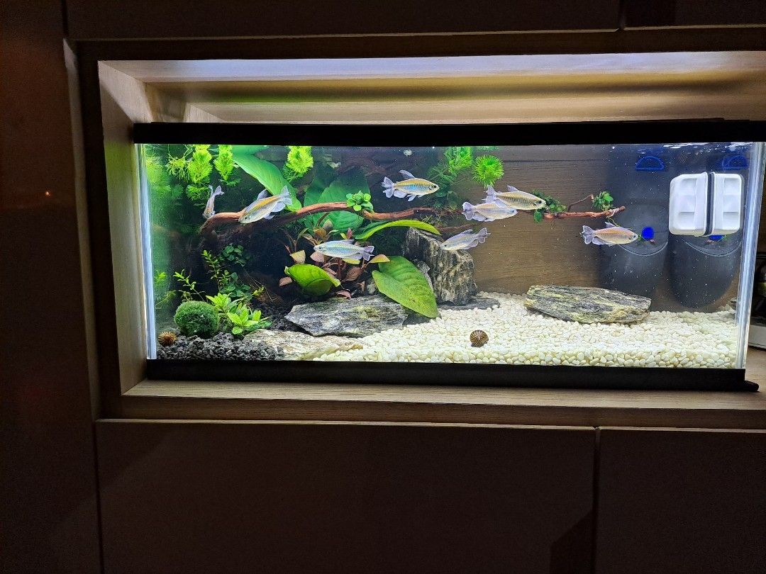 Long Narrow Fish tank, Pet Supplies, Homes & Other Pet Accessories on  Carousell