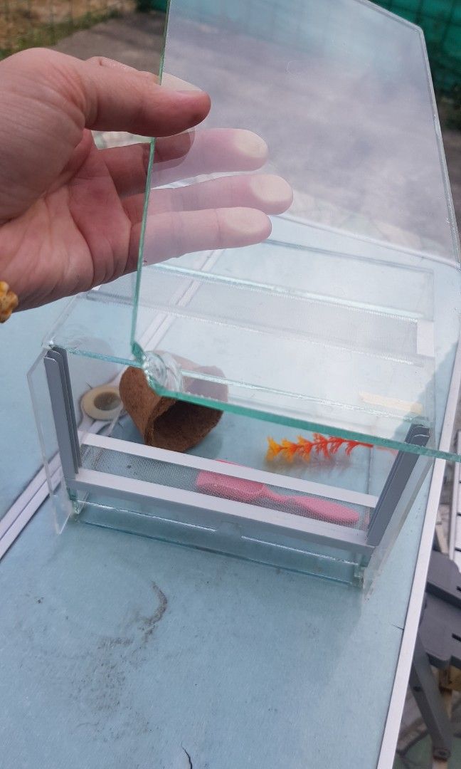 Exotic Tarantula Reptile Item Keeping Enclosure (Category: Homes & Other Pet Accessories) located in Manila. Submitted by hola.torres (Listing ID 1217296575, Image 2). Description: All in po.. walang tingi.. no swap.. need cash.. Pick up lang. Kasi baka mabasag kung di same day delivery. Pwede din Lalamove.. STRICTLY PAY FIRST BEFORE SHIPPING, wag makulit. 1. GLASS ENCLOSURE- ISSUE: ginawa ko lang ung 2 sides using acrylic.. kasi nung inorder ko 
