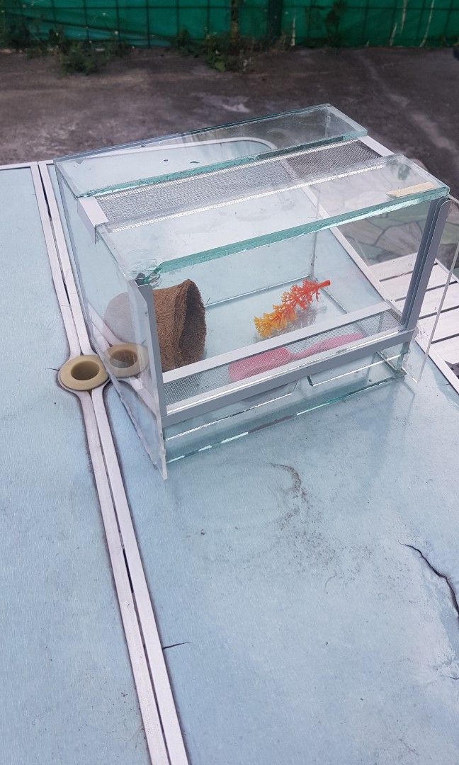 Exotic Tarantula Reptile Item Keeping Enclosure (Category: Homes & Other Pet Accessories) located in Manila. Submitted by hola.torres (Listing ID 1217296575, Image 1). Description: All in po.. walang tingi.. no swap.. need cash.. Pick up lang. Kasi baka mabasag kung di same day delivery. Pwede din Lalamove.. STRICTLY PAY FIRST BEFORE SHIPPING, wag makulit. 1. GLASS ENCLOSURE- ISSUE: ginawa ko lang ung 2 sides using acrylic.. kasi nung inorder ko 