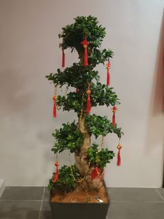 Ficus Bonsai, Pokok Bonsai Ficus, Chinese Banyan trees