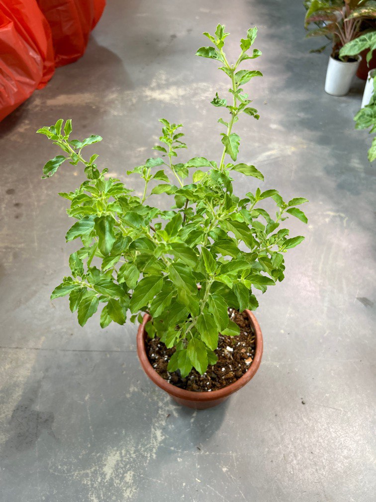 Holy Basil (Herbs) Plant, Furniture & Home Living, Gardening, Plants