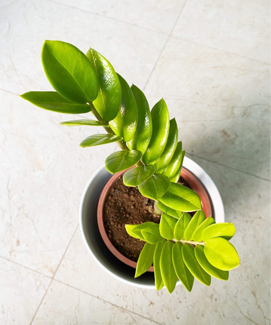 Money Plant The Zamioculcas Zamiifolia ZZ Plant 金钱树, Furniture & Home