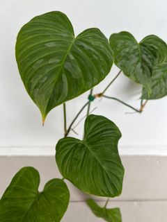 (Category: ) located in . Submitted by dan_plants (Listing ID 1217258495, Image 1). Description: .