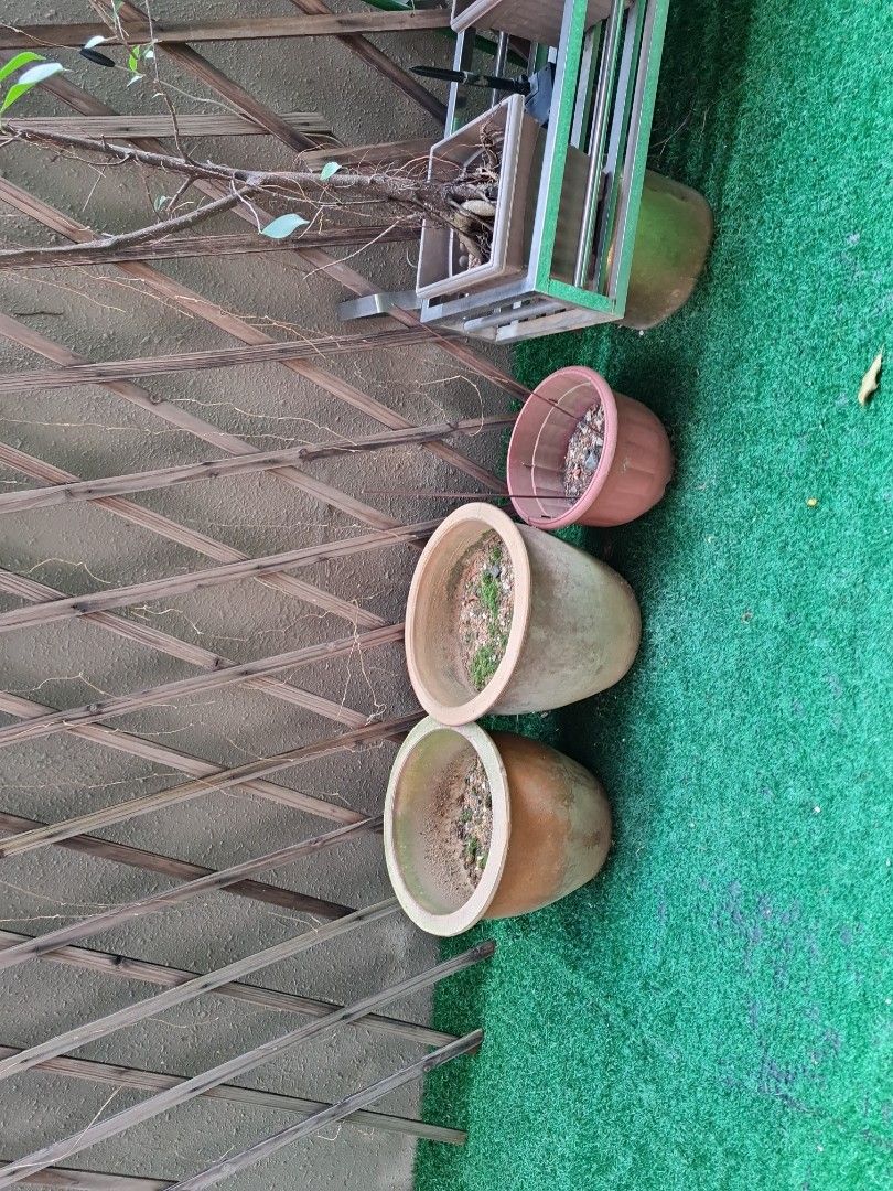 Plants with pots, rack. Flower pots., Furniture & Home Living