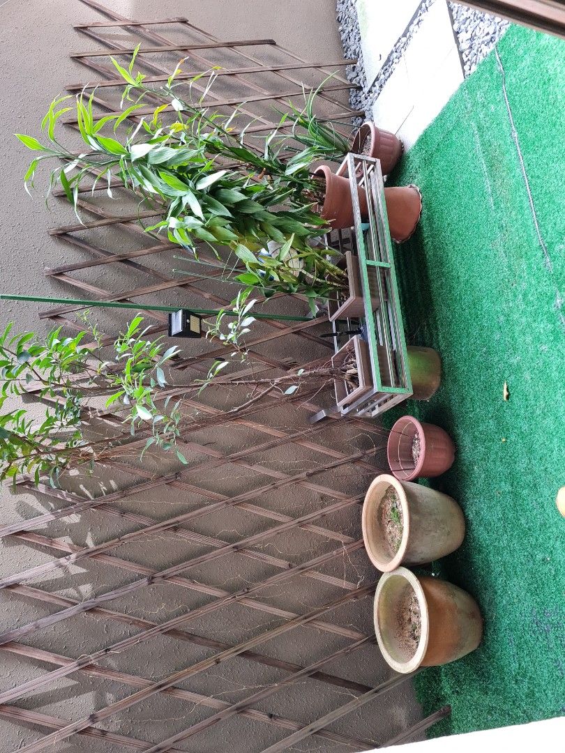 Plants with pots, rack. Flower pots., Furniture & Home Living