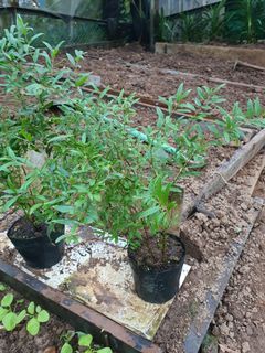 Pomegranate plant