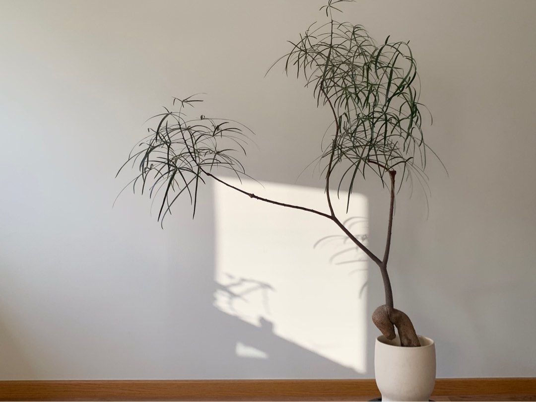 [RAYA SALE] Queensland Bottle Tree (Brachychiton Rupestris), Furniture