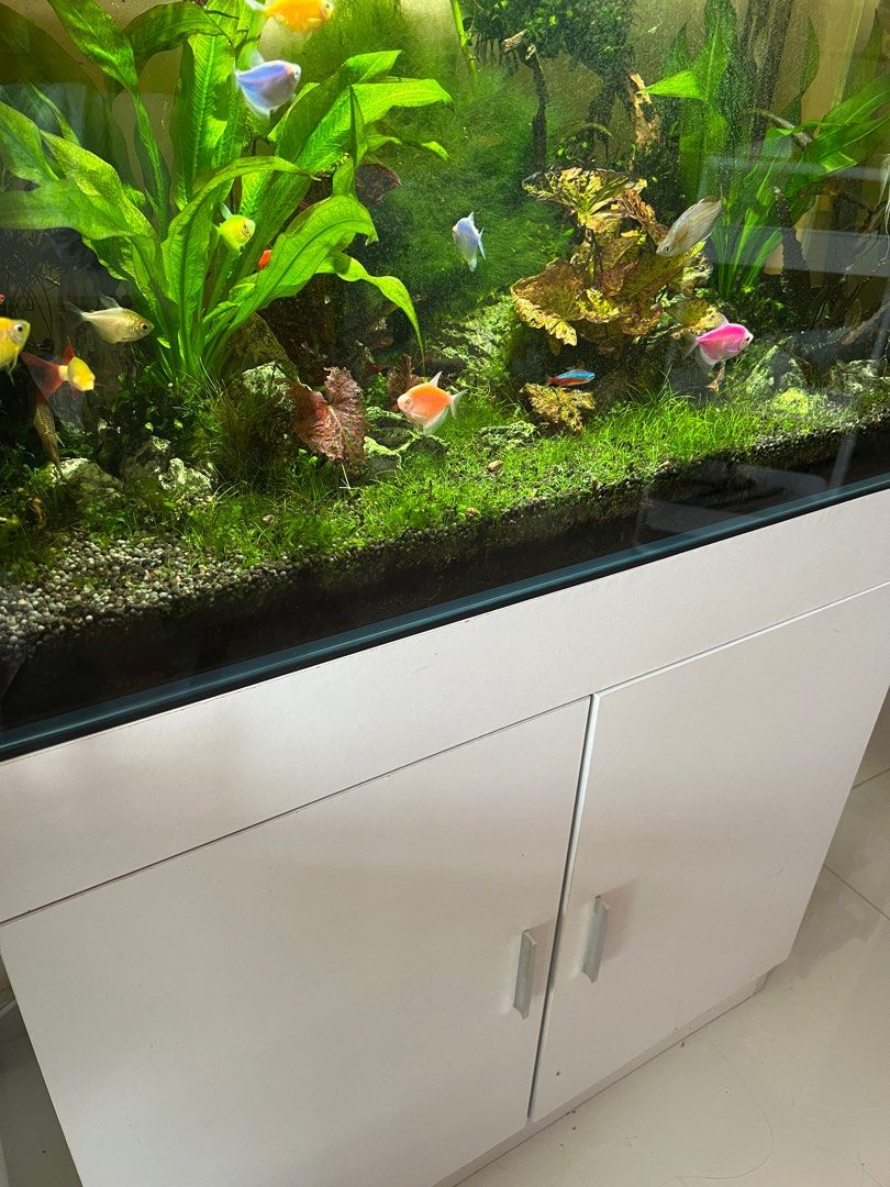 Sell fish tank with rack pump filter the full set Pet Supplies