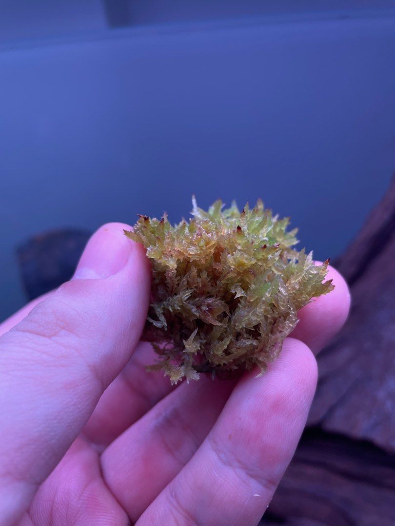 Live Sphagnum Moss (Sphagnum sp 'Tenellum')(Dwarf Variant), Furniture