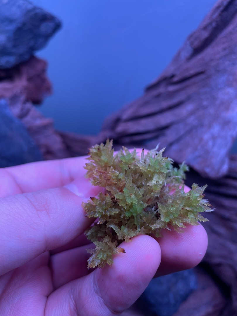 Live Sphagnum Moss (Sphagnum sp 'Tenellum')(Dwarf Variant), Furniture