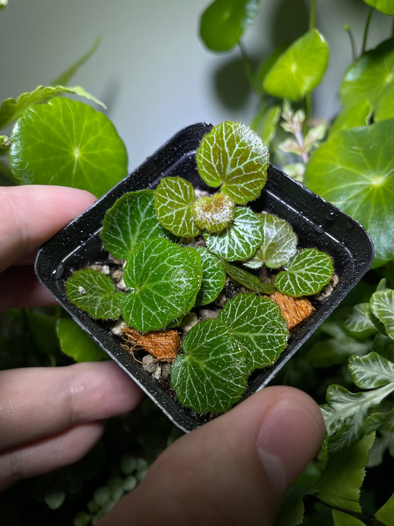 Saxifraga Stolonifera (Strawberry Begonia), Furniture & Home Living