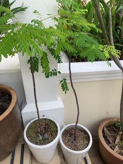 White ceramic pots with healthy plants