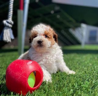 Adorable cavapoo puppies