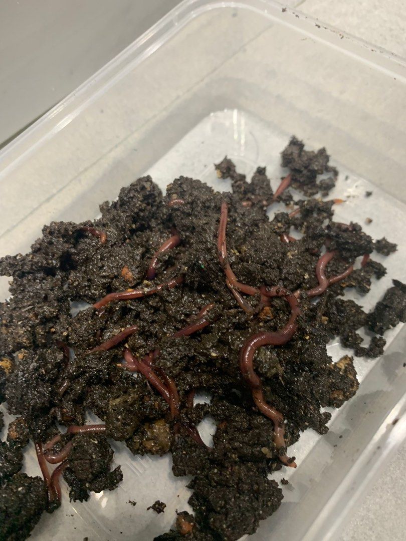 ANC worms, Furniture & Home Living, Gardening, Garden Soil
