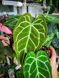 (Category: ) located in . Submitted by nospaceforplants (Listing ID 1217435709, Image 1). Description: .
