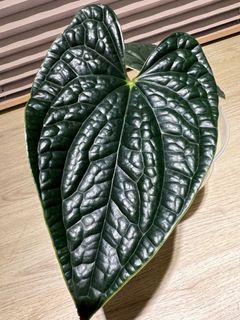 Anthurium Luxurian - tear drop form