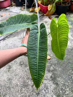 (Category: ) located in . Submitted by nepnepexotic (Listing ID 1217415856, Image 1). Description: .