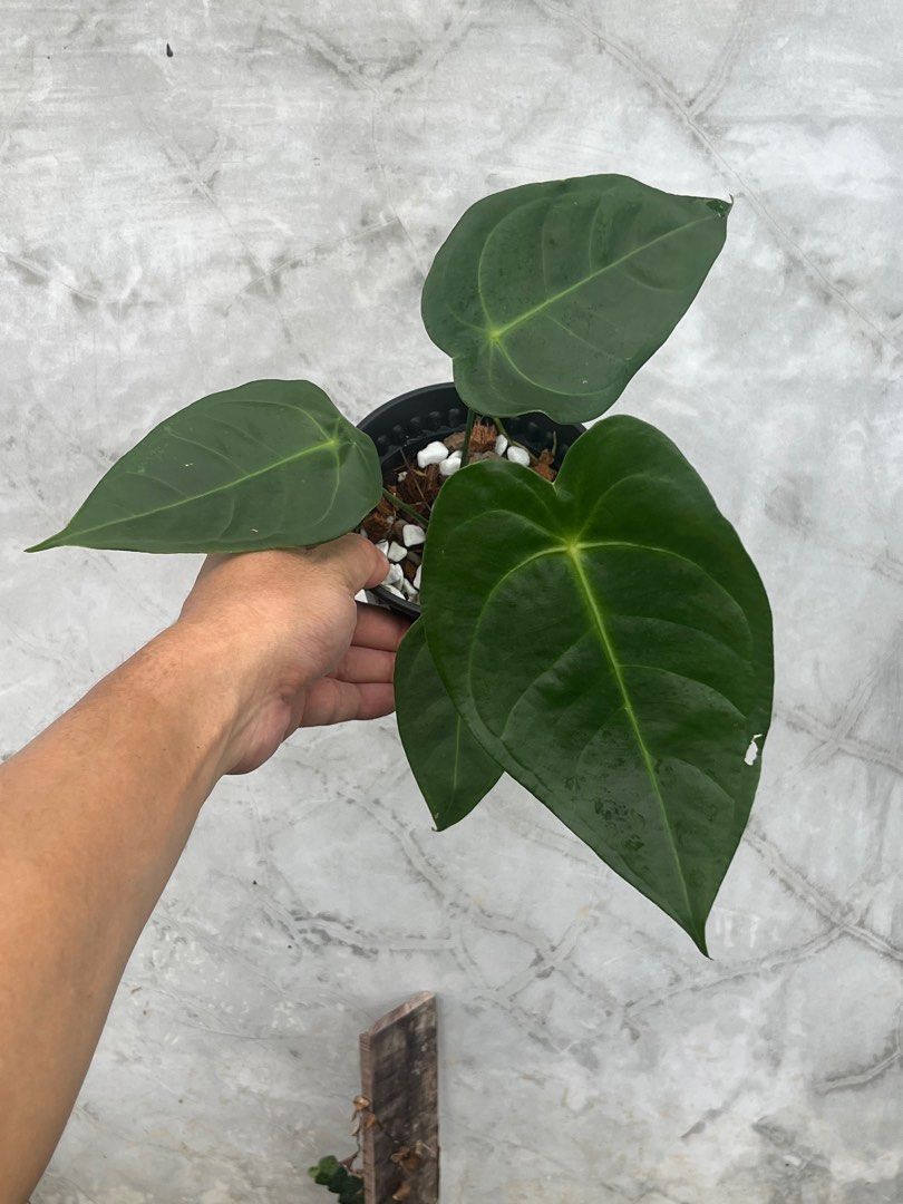bonsai glas Closed Terrarium DIY Kit with Live Bonsai