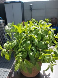 Big pot of longevity Spinach