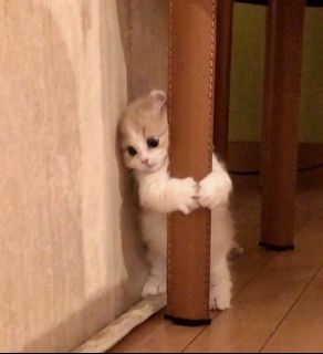 (Category: ) located in . Submitted by shisisjs (Listing ID 1217469186, Image 1). Description: .