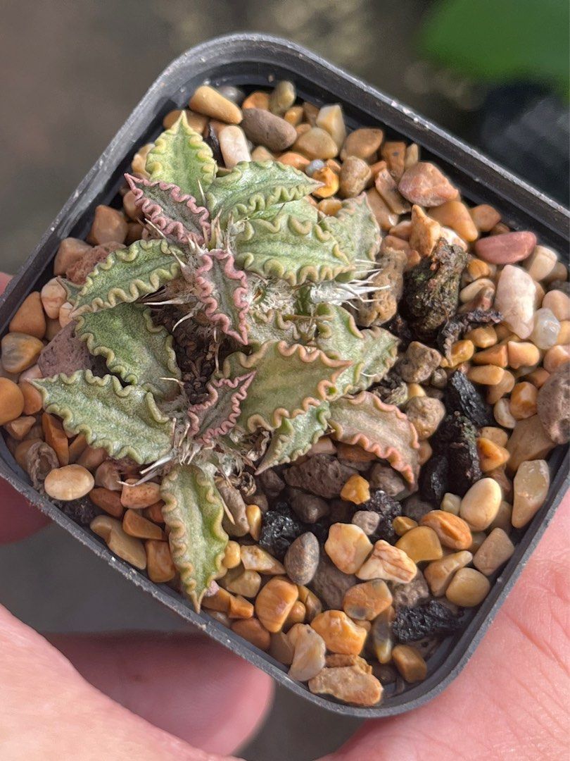 Euphorbia Tulearensis, Furniture & Home Living, Gardening, Plants