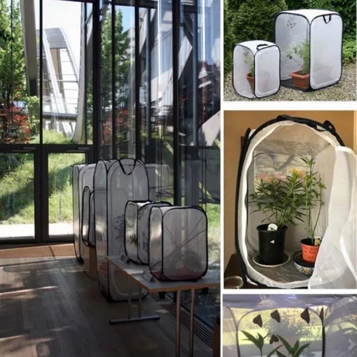 medium net enclosure - for insects & plants, Pet Supplies, Homes ...