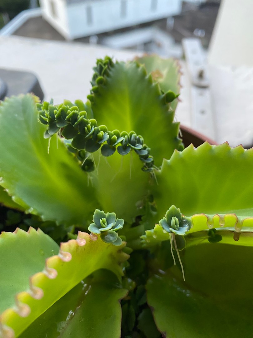 Mother of thousand, Furniture &amp; Home Living, Gardening, Plants &amp; Seeds ...