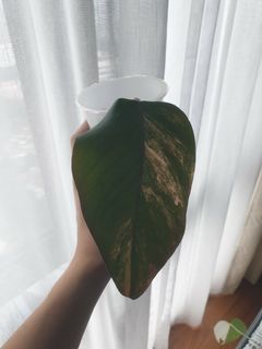 (Category: ) located in . Submitted by joshhuawei (Listing ID 1217439671, Image 1). Description: .